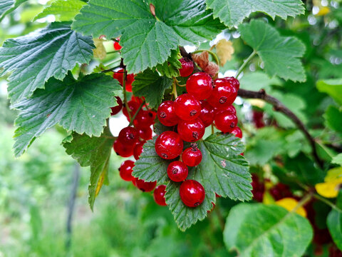 Vibrant red currants cluster on a leafy branch in soft natural light