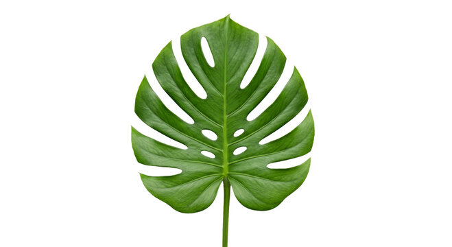 Single green monstera leaf with distinctive fenestrations on a white background