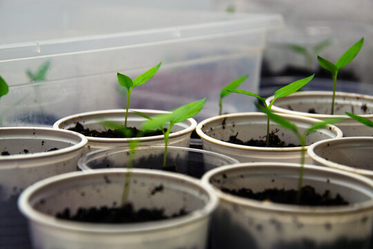 Young green pepper plants seedlings growing in small white pots under artificial light