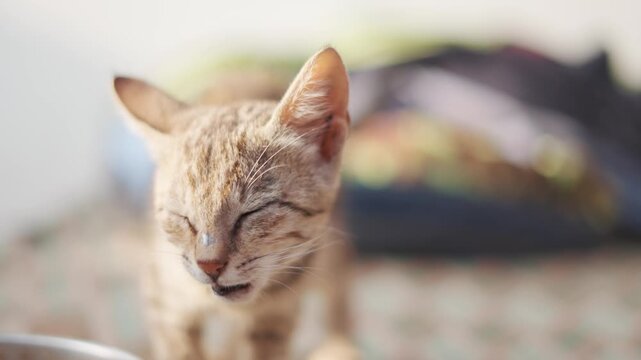 4K Closeup shot of face of a cute kitten staring at the camera momentarily in a rural Indian village. Pet background with copy space. Cute kitten stares at the camera.