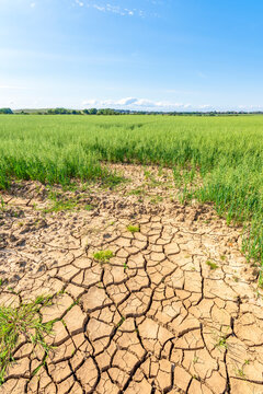 Dry cracked soil in vast summer oat field