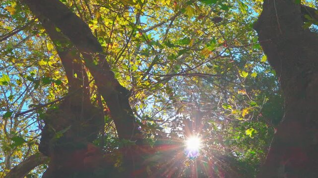 sun shining through trees