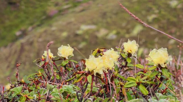 4K Closeup shot of flowers of Rhododendron anthopogon herb growing in the Himalayan mountains as seen during the Miyar Valley Trek near Sissu in Lahaul and Spiti district, Himachal Pradesh, India.