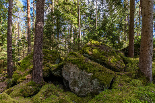 Moss covered rocks in the Black Forest of Germany