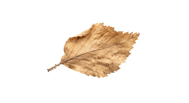 Single dried brown leaf with intricate veins on a white background