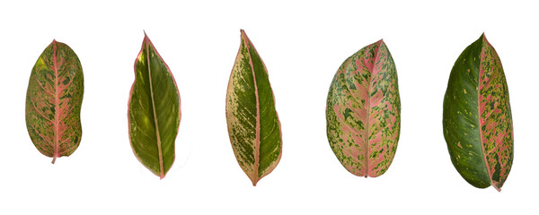 Various colorful leaves of Aglaonema plant isolated on white background. Pack of beautiful patterned foliage of Aglaonema commutatum. © upen