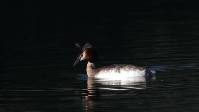 Close-up of Great Crested Grebe swimming on Walensee near Weesen and Walenstadt, Switzerland, wildlife, birdwatching and nature.