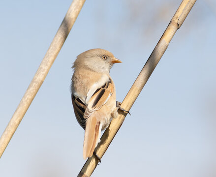 Female bearded reedling Panurus biarmicus perched on dry reed against blue sky