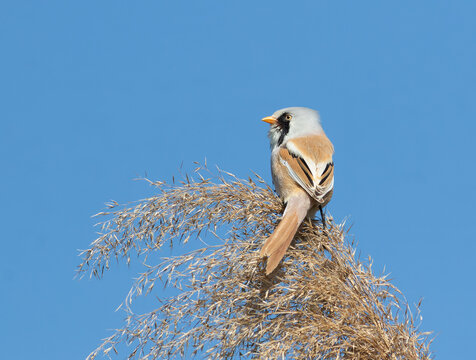 Male bearded reedling Panurus biarmicus showing long tail perched on reed against blue sky