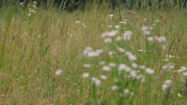 Close-up of Grass with Forest Background