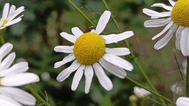 German chamomile (Matricaria chamomilla) flowers blooming in garden, medicinal herb, herbal medicine and summer nature concept.