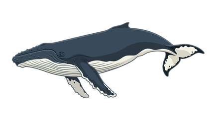 Humpback whale swimming isolated on white background. © IFFA