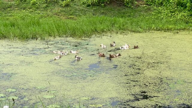 Ducks swimming on green algae covered pond with lush grass background.