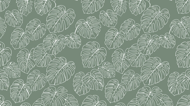 Seamless botanical line art pattern with monstera deliciosa leaves on sage green background, elegant minimalist tropical foliage vector wallpaper design
