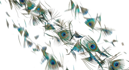Obraz premium Scattered peacock feathers with iridescent blue and green eye patterns drift across a white background