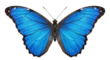 Stunning iridescent blue morpho butterfly with intricate wing patterns and dark borders © Sapphire