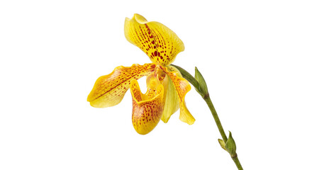 Yellow lady slipper orchid with red spots on a white background © Sapphire