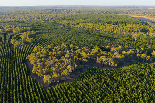 Aerial view of plantation forest with remnant native patch
