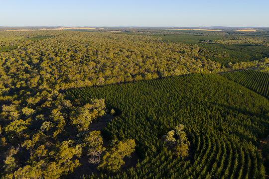 Aerial view of plantation rows contrasting native forest landscape