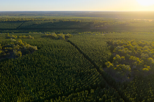 Neat rows of trees and dense green vegetation of plantation