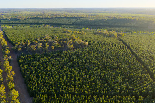 Aerial view of managed plantation with dirt access roads
