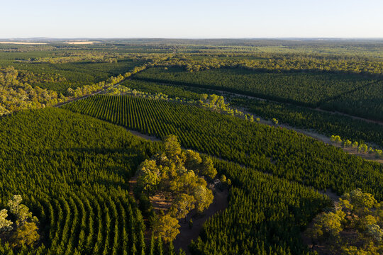 Aerial view of organised plantation forest under clear sky