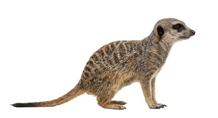 Obraz premium A solitary meerkat stands alert on a white background, looking to the right