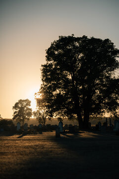 Silhouette of a large tree in a cemetery at sunrise with tombstones