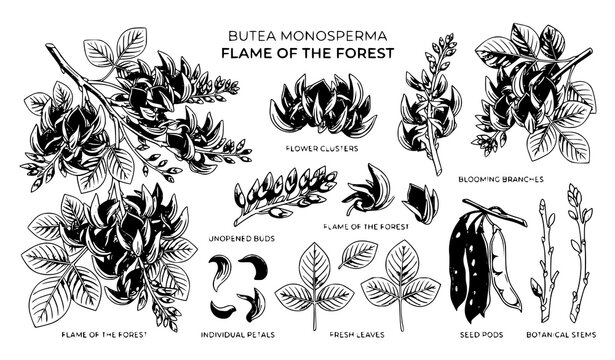 Flame of the Forest Flower Vector Collection with Blooming Branches Leaves and Botanical Elements