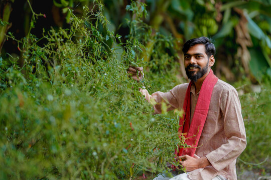 young indian farmer sitting at green agricultural field