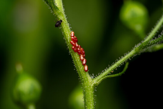 Red insect eggs and an aphid on a green plant stem, macro close-up