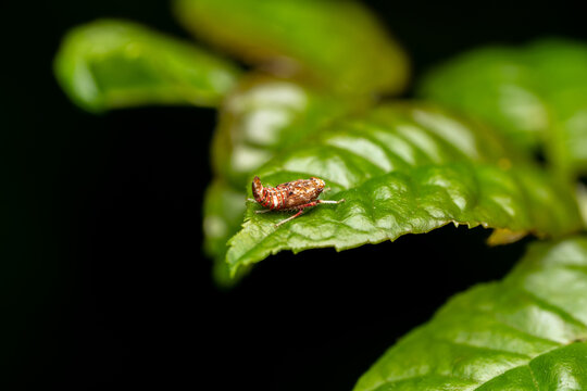 Leafhopper nymph Orientus ishidae on a green leaf, macro close-up