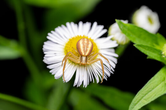 Crab spider Thomisidae on white fleabane flower, macro close-up