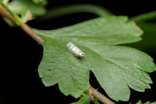 Small leafhopper Cicadellidae on a green leaf, macro close-up