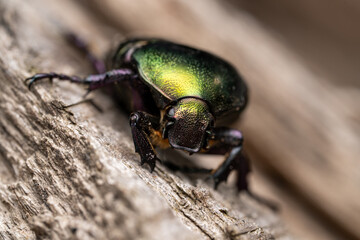 Fototapeta premium Rose chafer Cetonia aurata on weathered wood, macro close-up