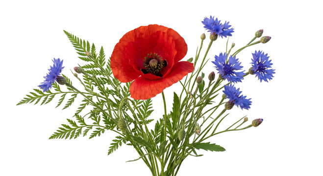 Vibrant red poppy and delicate blue cornflowers with fern fronds