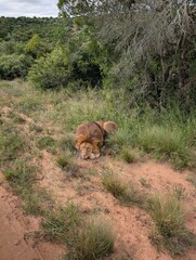 lion in a nature reserve safari lying down on the dirt and grass © Jemima