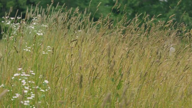 Close-up of Grass with Forest Background