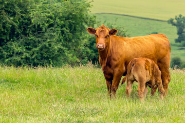 Fototapeta premium A Stabiliser beef Cow, stands protectively whilst her well grown calf suckles in lush summer pasture in East Yorkshire, UK, depicting strong maternal behaviour and modern British livestock farming
