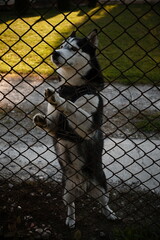 Husky dog standing behind a wire mesh fence, looking up, curious pet portrait, backyard scene. © Anastasiya