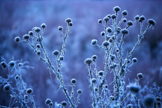 Spain, Thistle growing at dusk