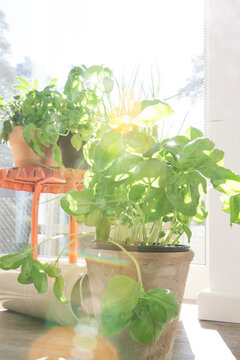 Fresh potted basil grows by a sunny kitchen window in the morning