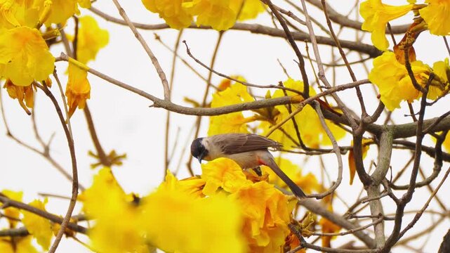 Close up of a wild bulbul bird feeding on bright yellow blooming flowers on a tree branch during spring season, beautiful nature wildlife