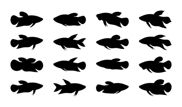 Betta Fish Silhouettes, Siamese Fighting Fish Vector Icons, Aquatic Animal Graphics, Simple Black and White Marine Life Collection