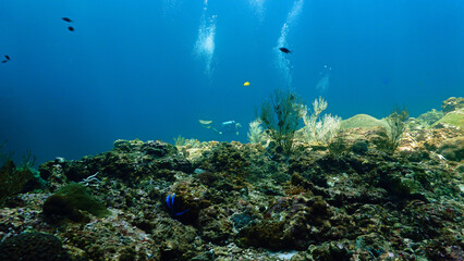 Underwater photo of a beautiful coral reef and marine life. From a scuba dive in Thailand. © Johan