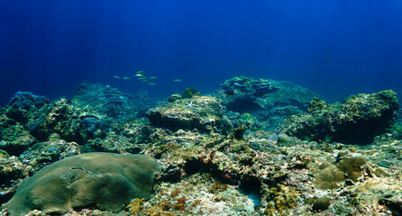 Fototapeta premium Underwater photo of a beautiful coral reef and marine life. From a scuba dive in Thailand.