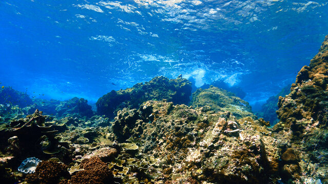 Dreamlike underwater photo - Beautiful underwater landscape and coral reef in rays of sunlight. 