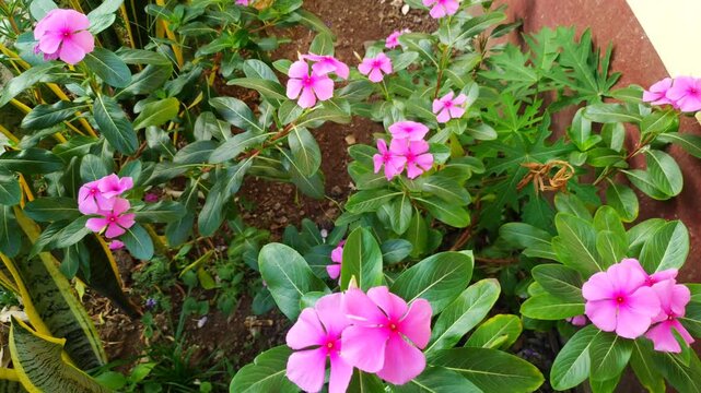 Elegant pink vinca flowers decorate a soft blurred background of green leaves