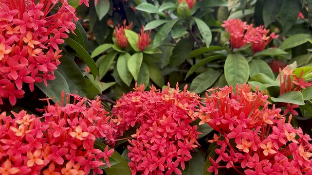 Vibrant red Ixora flowers bloom in a tropical garden with lush green foliage swaying gently.