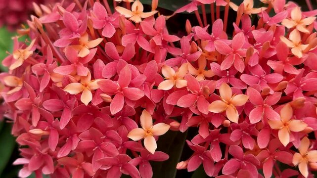 Close up of delicate pink ixora flowers gently swaying in soft breeze providing beautiful floral background motion.